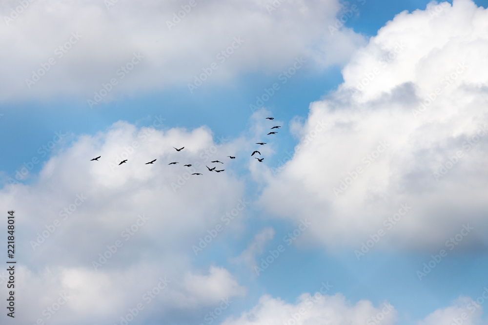 Vogelschwarm am Himmel, blauer Himmel und Wolken