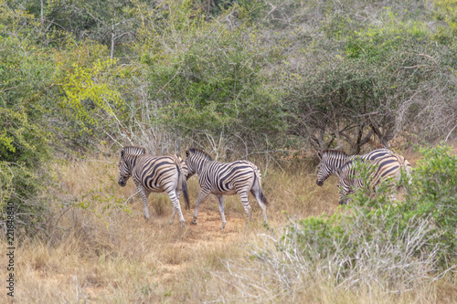 Safari  view of zebras in natural habitat  Angola