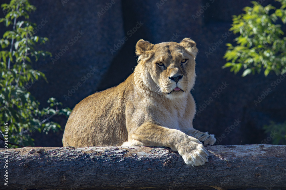 Fototapeta premium lion in the zoo