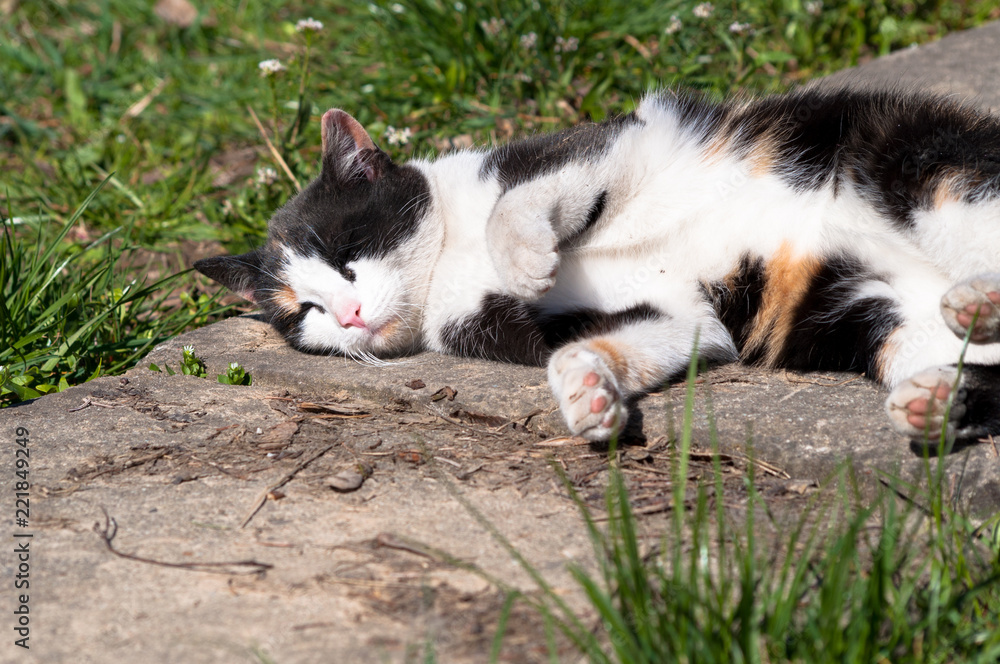Cute cat lying on ground, enjoying sunlight