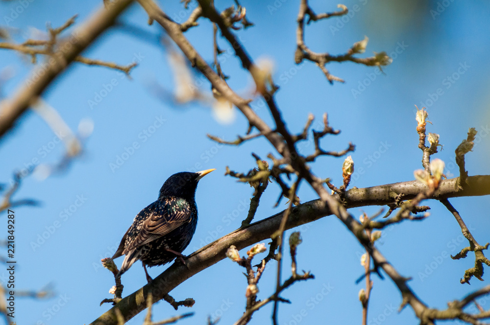Blackbird perching on tree's branch singing song Blackbird perching on tree's branch singing song