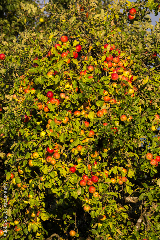 Fototapeta premium Äpfel an einem Baum