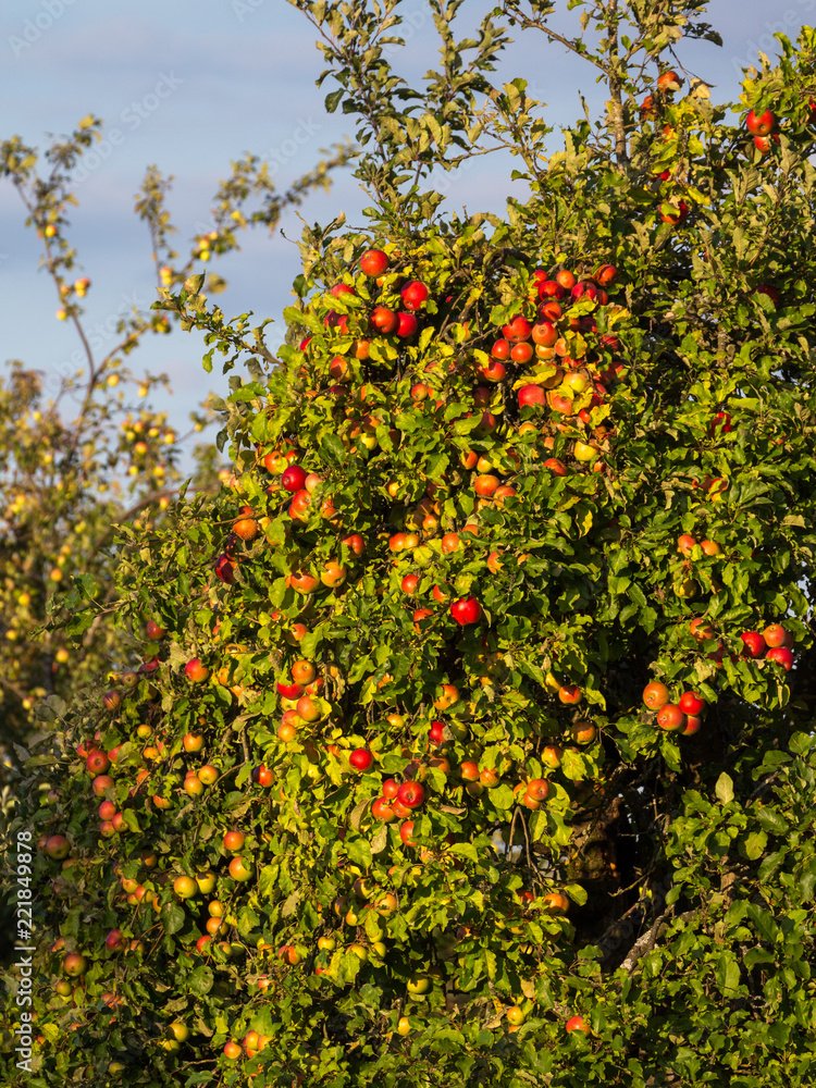 cider apples on a tree on an orchard