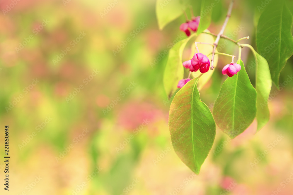 Autumn leaves. Autumn background with bright leaves and flowers. Branch of flowering tree. Selective focus. Autumn leaves. Autumn background with bright leaves and flowers. Branch of flowering tree. Selective focus.