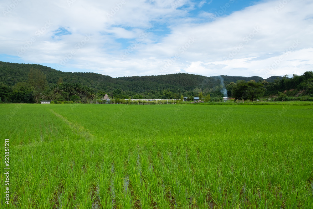 Green rice field with mountains background