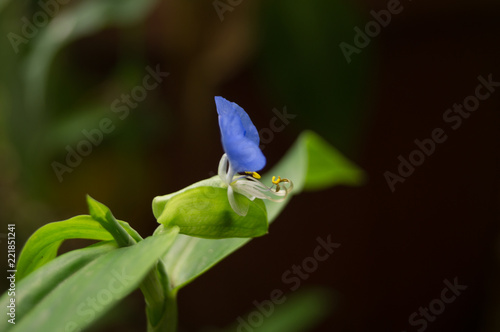 small forest flower macro