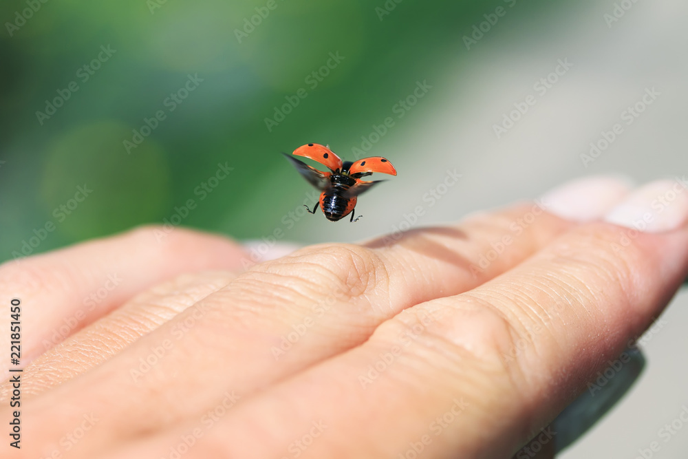 little beautiful ladybug flies up from the palm of a man spreading red wings - obrazy, fototapety, plakaty 