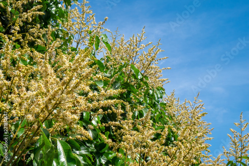 flower of Longan in the garden with blue sky