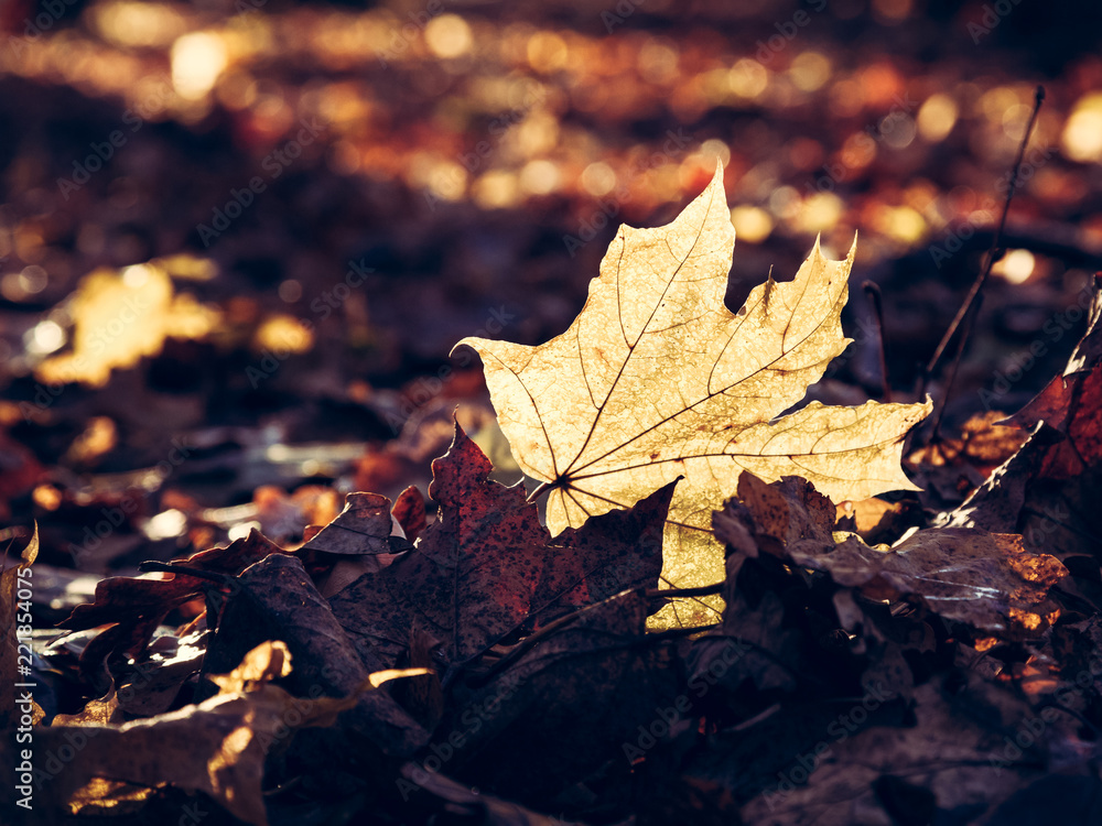 Yellow maple leaf on the ground in autumn is illuminated by sunlight Yellow maple leaf on the ground in autumn is illuminated by sunlight