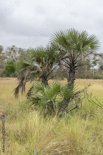 Savanna landscape on Kissama, Angola photo