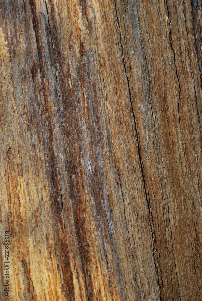 Rustic Orange Bark