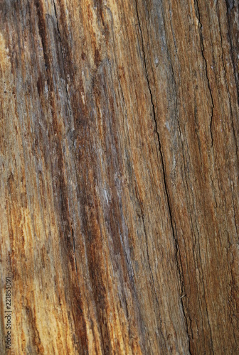 Rustic Orange Bark