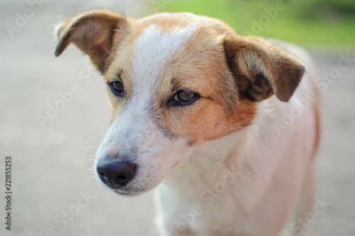 close up portrait of homeless dog puppy