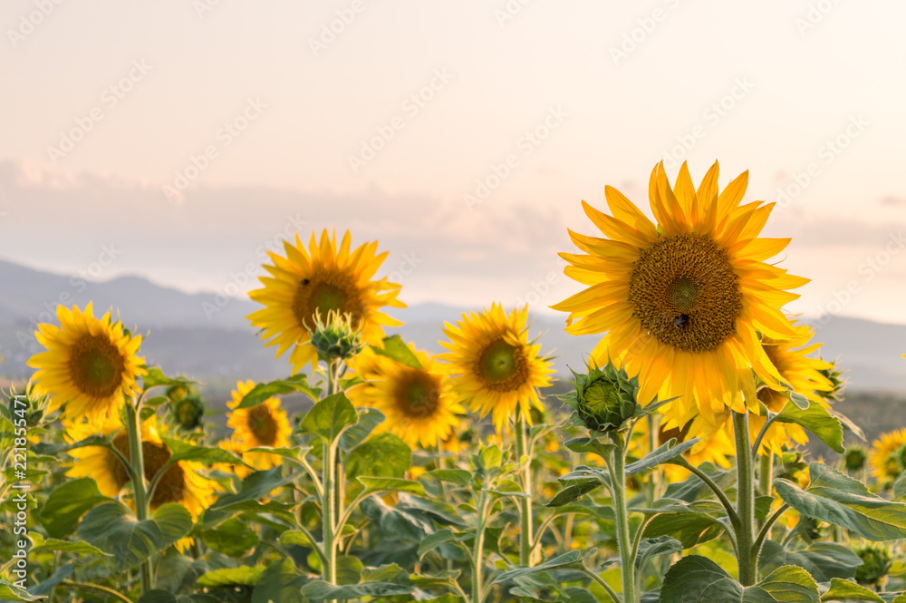 Sunflower Field and Mountain Background
