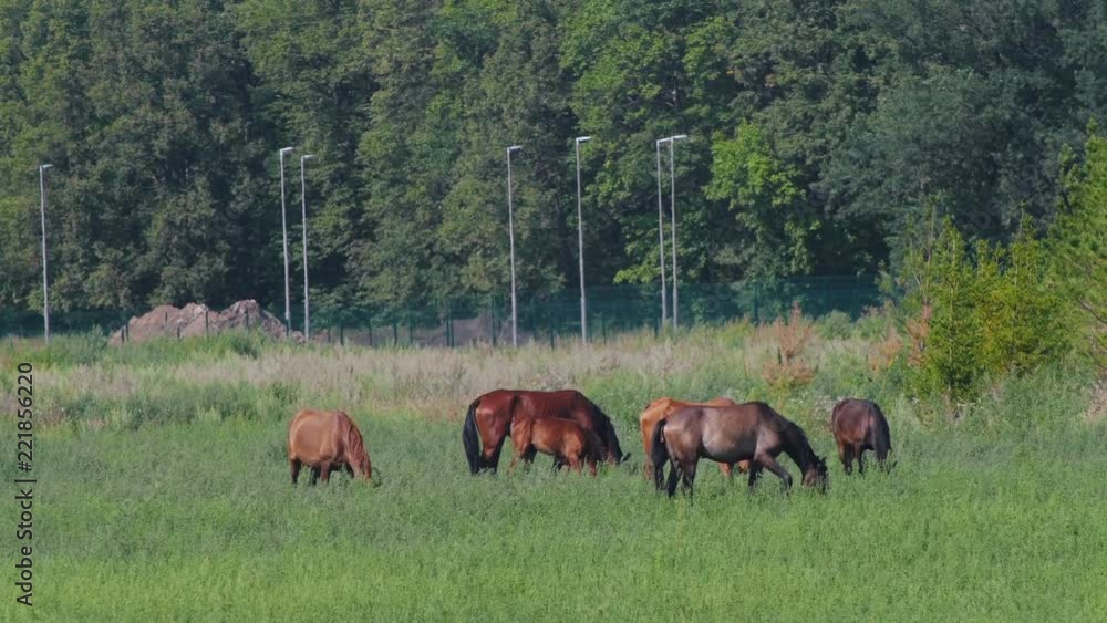 Beautiful horses graze in nature near the forest in summer. Beautiful horses graze in nature near the forest in summer.