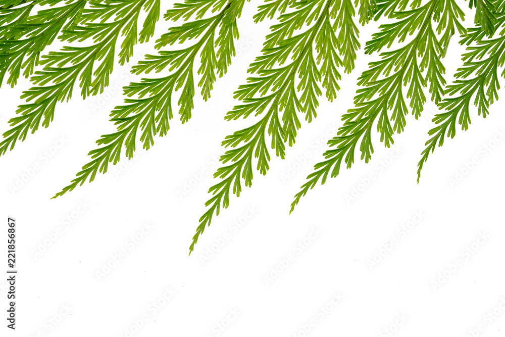 Fern leave isolated on white background