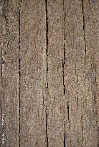 Tree Striped Bark