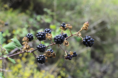 mora silvestre o zarzamora