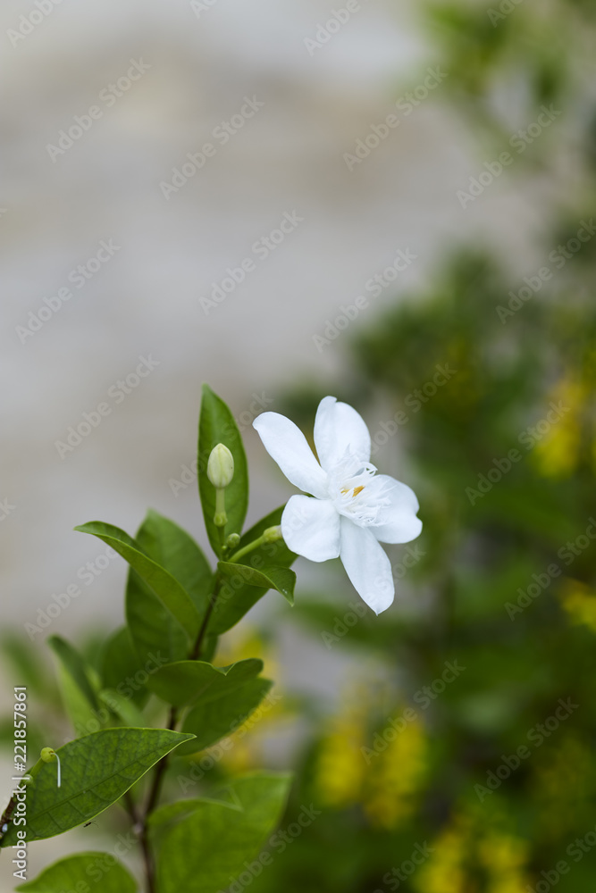 Andaman satinwood white flower Andaman satinwood white flower