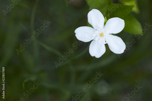 Andaman satinwood white flower