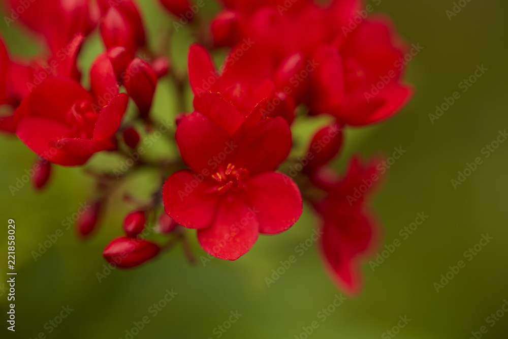 red flowers in the outdoor garden red flowers in the outdoor garden
