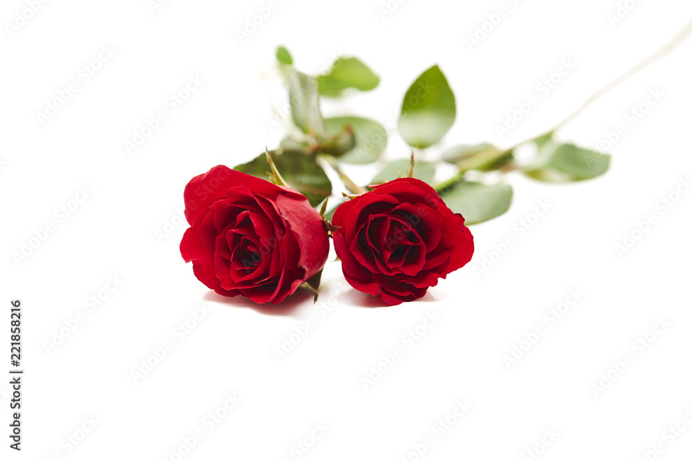 Two red rose on white background Two red rose on white background