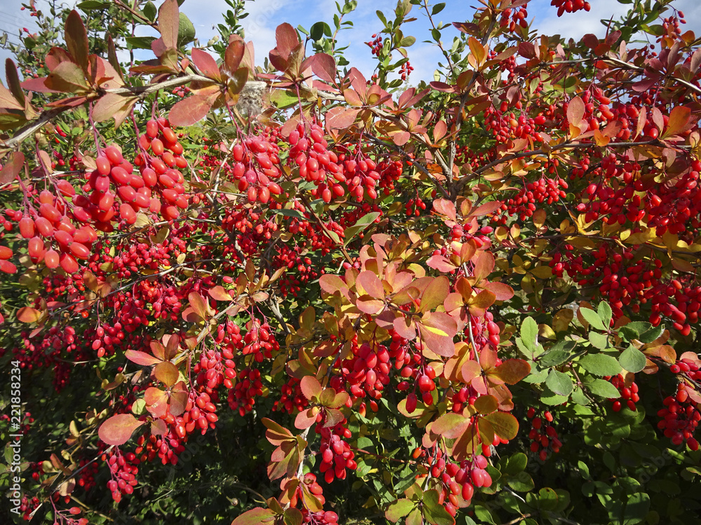 Barberry's ripened berries Barberry's ripened berries