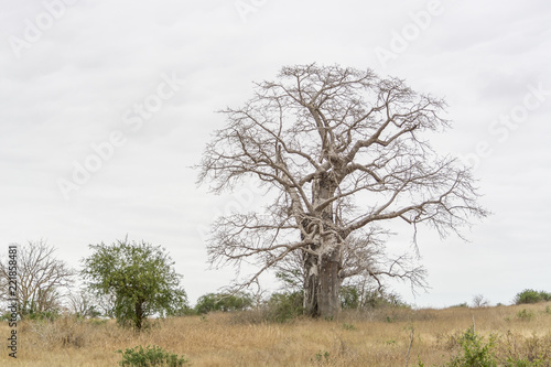 Savanna landscape on Kissama  Angola