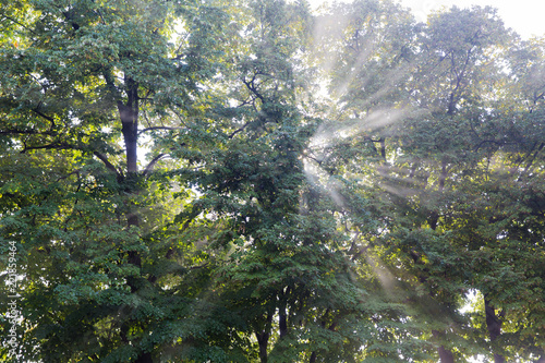 The sun s rays passing through the trees