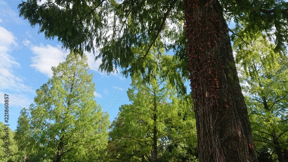 メタセコイヤの木陰