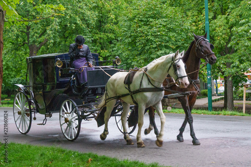Carriage Horse in Vienna