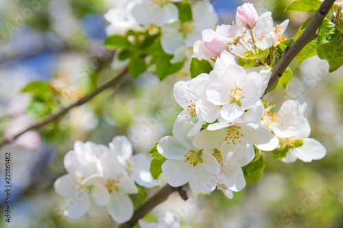 beautiful spring flowers, white apple blossoms in garden outdor, green background and blue sky