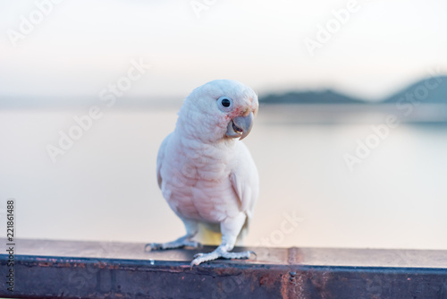 goffin's cockatoo Bird standing on the Ram stairs photo