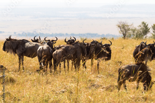 A herd of wild antelopes in the savannah. Masai Mara, Kenya