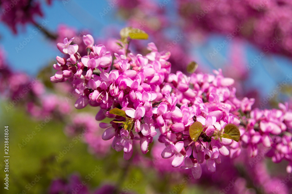 Spring flowers, Cercis siliquastrum against blue sky. Spring flowers, Cercis siliquastrum against blue sky.