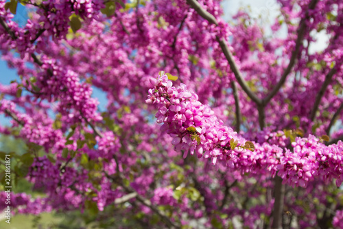 Spring flowers, Cercis siliquastrum against blue sky.