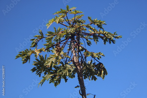 Palmera teleobjetivo verde