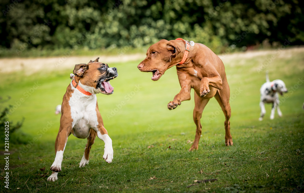 Hungarian Vizsla