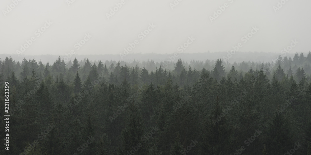 Fototapeta premium Panoramiczny widok krajobraz świerkowy las we mgle w deszczową pogodę