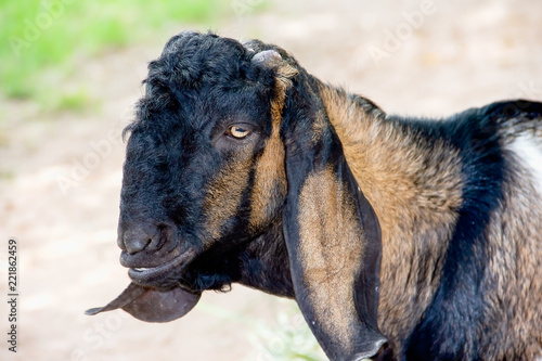 Closeup brown and black goat looking to cammera photo