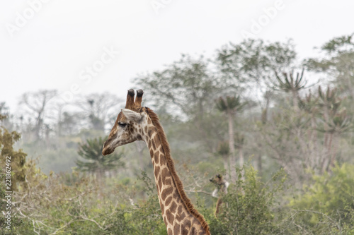 Safari theme  African Giraffe in natural habitat  Angola