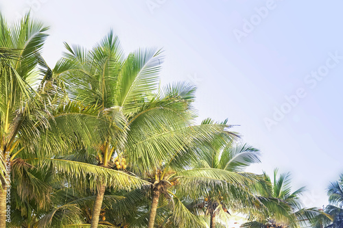 Fototapeta Naklejka Na Ścianę i Meble -  Row of Palm trees on the clear sky.