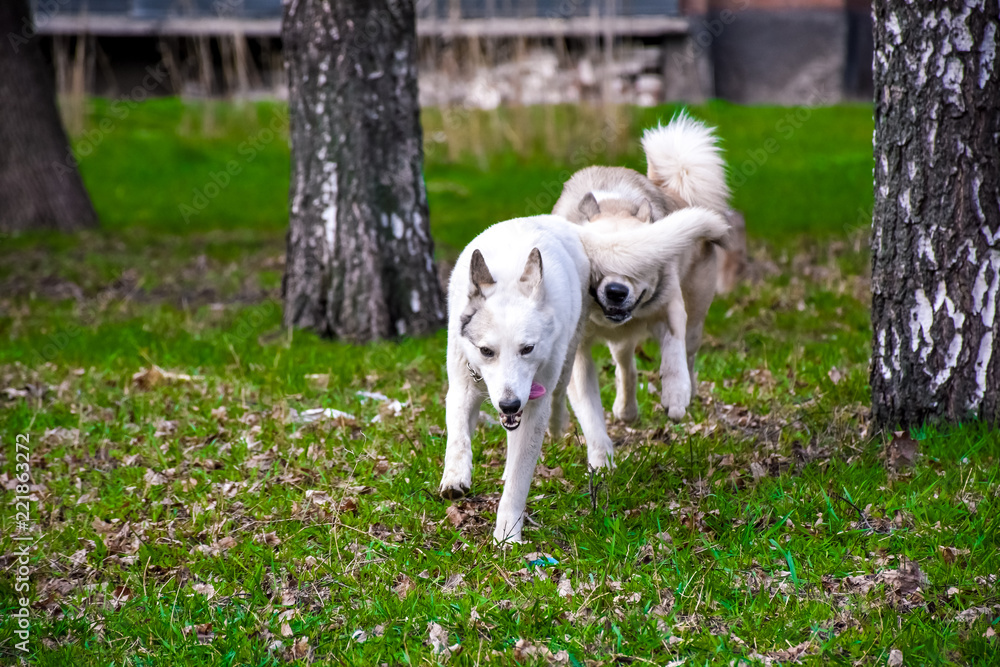 Fototapeta premium dog in the grass