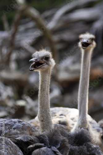 An Ostrich with an Open Beak