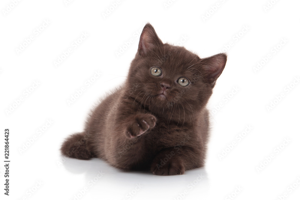 Cat. Small british kitten on white background
