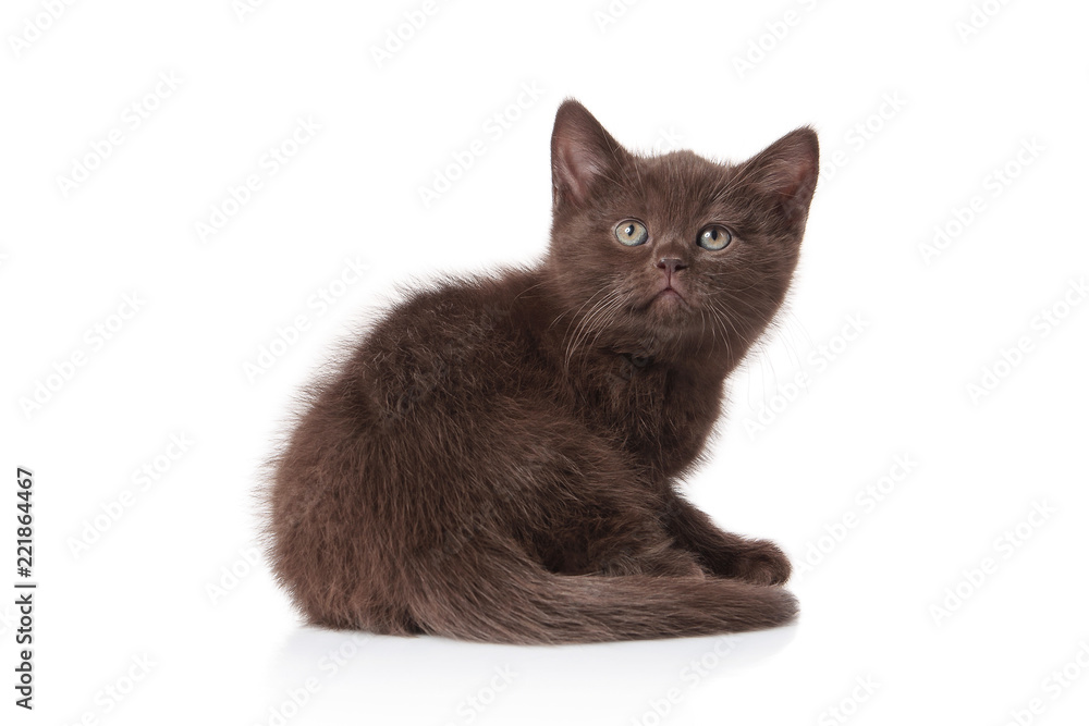 Obraz premium Cat. Small british kitten on white background