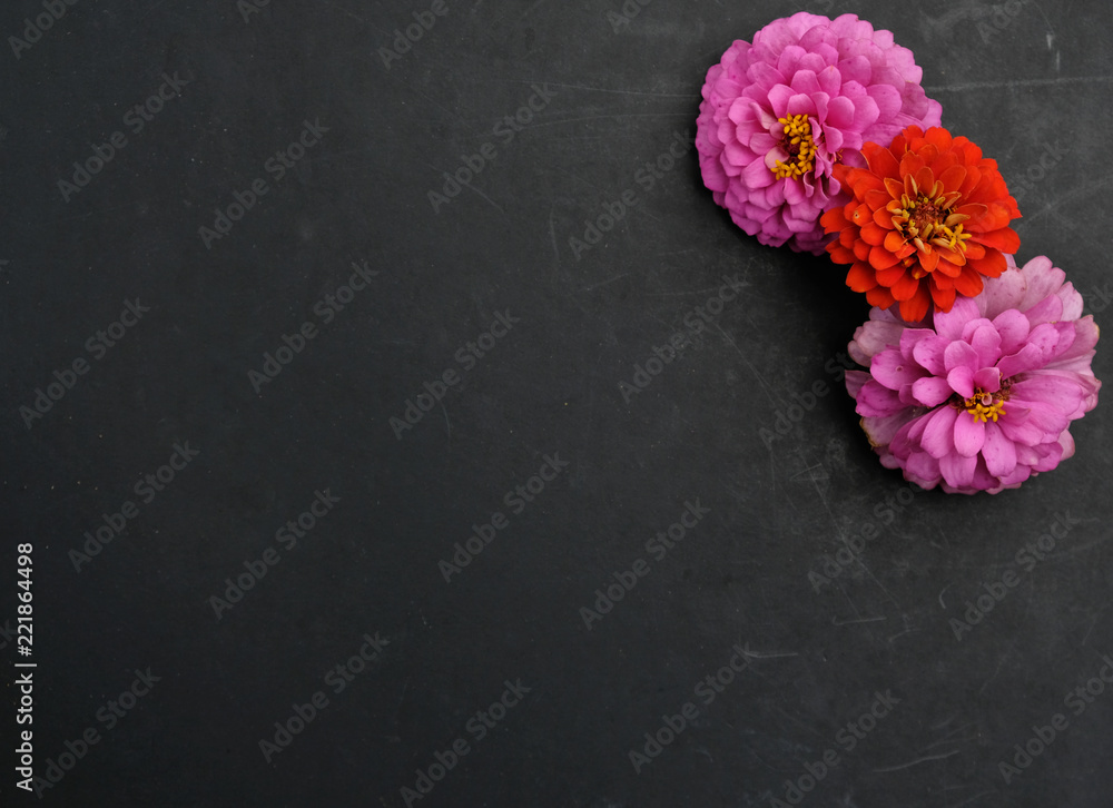 Fototapeta premium Pink and orange Zinnia flower heads on chalkboard black background with room for graphic text or copy.