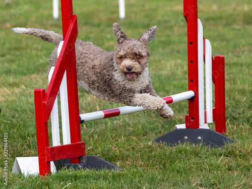 Canvas Print Agility show held at the Usk Show Ground on 21st and 22nd July 2018