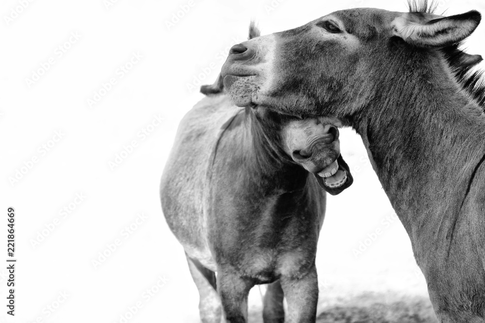 Two mini donkeys laughing and having fun in black and white. Authentic happy farm animals. Two mini donkeys laughing and having fun in black and white. Authentic happy farm animals.