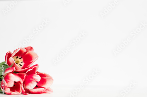 red tulips on white background. flora botany and spring. beautiful flower assortment on mothers or womens day. free space concept.